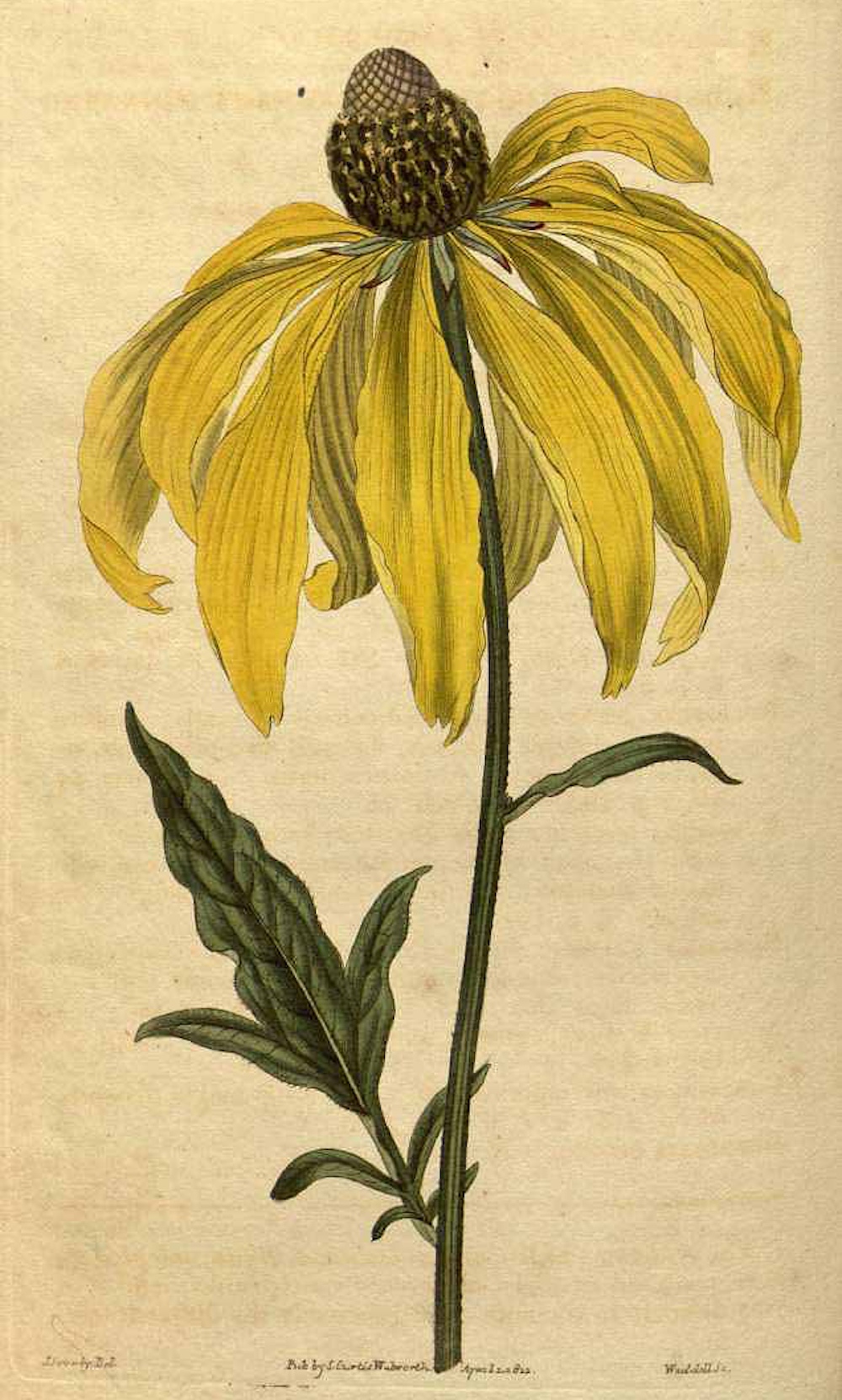 Gray-headed coneflower (Rudbeckia pinnata) illustration by James Sowerby circa 1822.